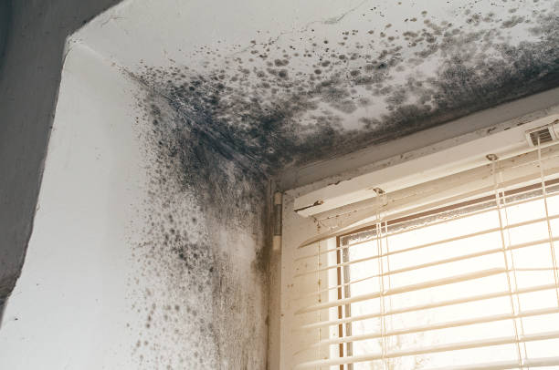 Affordable Mold Remediation solutions in Ferndale, MI