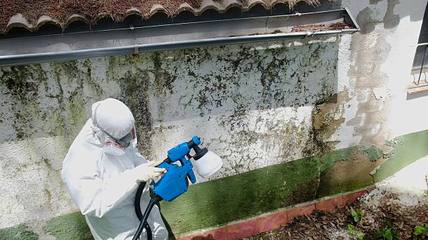 Top rated local Mold Remediation specialists in Ferndale, MI